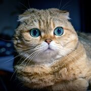 andrey941971